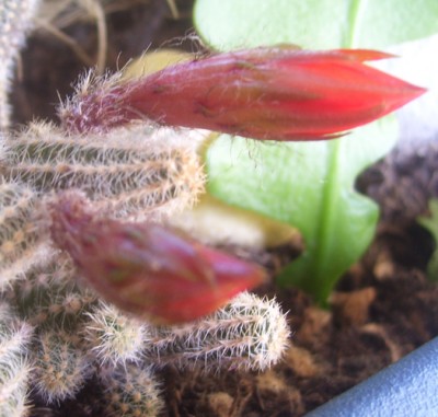 Kleine Prinzessin 004m.jpg