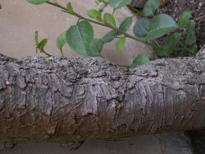 web_pict2110.jpg