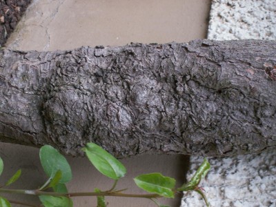 web_pict2109.jpg