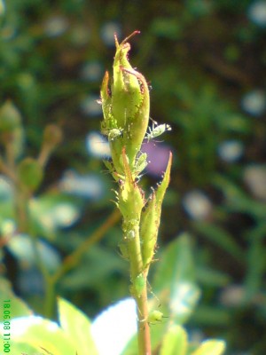 DSC00015.JPG