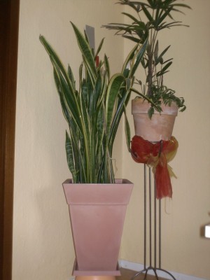 Pflanzen 06.08 033.jpg