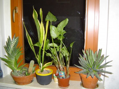 Blumenfenster 006.jpg