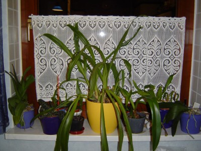 Blumenfenster 005.jpg