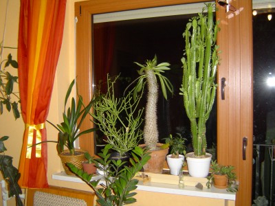 Blumenfenster 004.jpg
