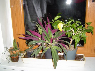 Blumenfenster 003.jpg