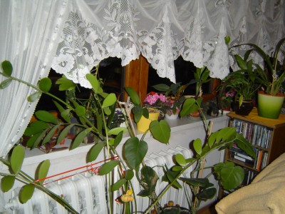 Blumenfenster 002.jpg