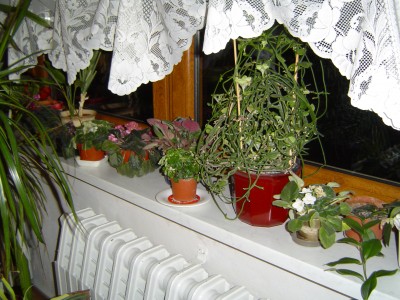 Blumenfenster 001.jpg