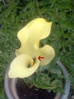 calla2.jpg