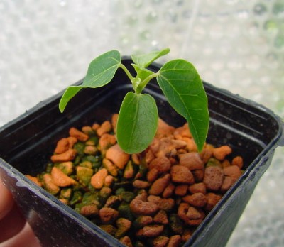 Papaya2.jpg