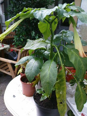 DSC00109.JPG