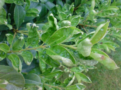 DSC00063_x.JPG