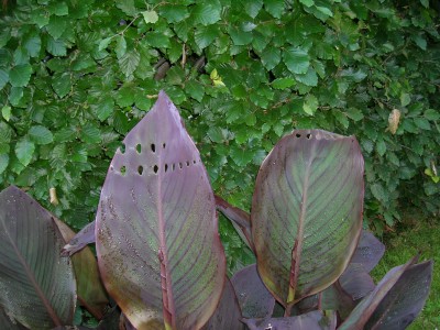 DSCN2128.JPG