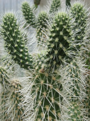 IMG_6600 Cylindropuntia bigelovii.JPG