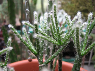 IMG_6594 Rhipsalis.JPG