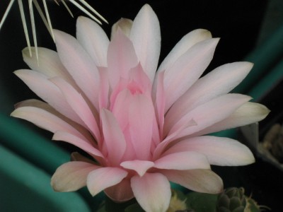 IMG_6592 Gymnocalycium horstii.JPG