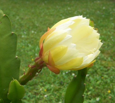 100_3758a.jpg