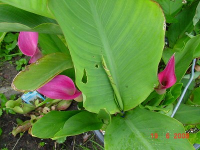 calla pink.jpg