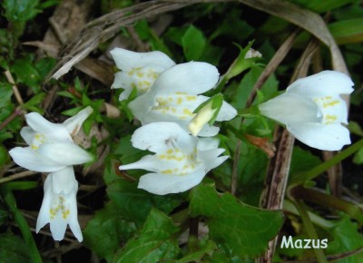 Mazus weiß w.jpg