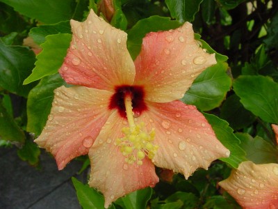Hibiskus zweifarbig 0607.jpg