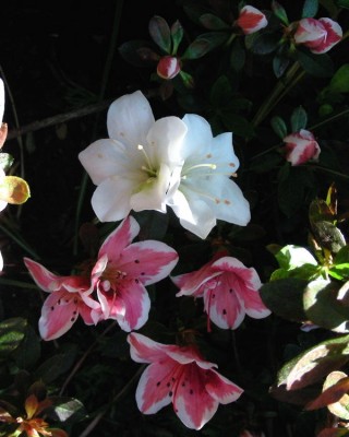 2erlei Blüten w.jpg