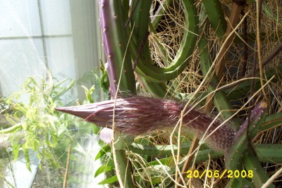 Green2_1470.JPG