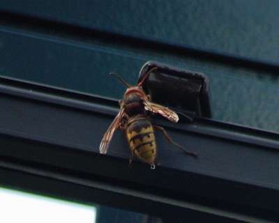 Königin muss Pipi w.jpg