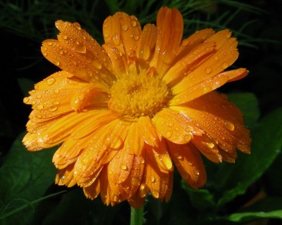 Regen-Ringelblume w.jpg