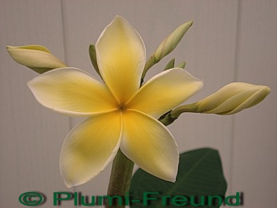 Plumi-Freund Siam Yellow Blüte 12.06.08.jpg