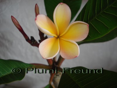 Plumi-Freund Penang Peach Blüte 19.06.08.jpg