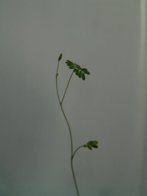 mimose2.JPG