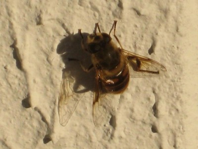 Wandbiene.jpg