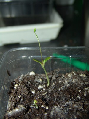 mimose.JPG