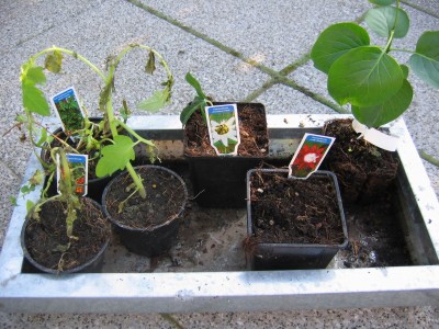 Größenänderung IMG_2169.JPG