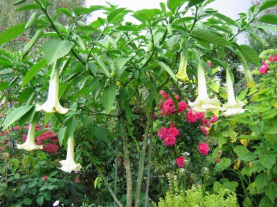 Größenänderung IMG_1700.JPG