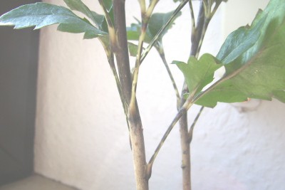 schule-katze 067.jpg
