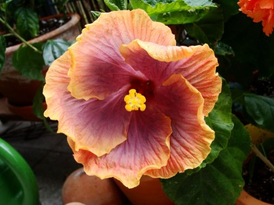 eigenebilder 005 Kopie.jpg