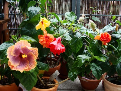 eigenebilder 001 Kopie.jpg