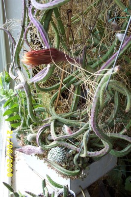 Green2_1478.JPG