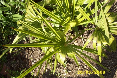 Green2_1486.JPG