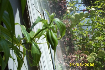 Green2_1487.JPG