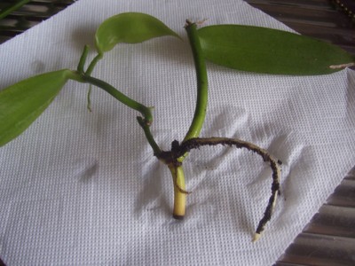 Kleine Prinzessin 002m.jpg