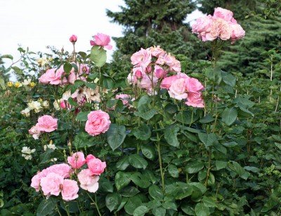 garten9.jpg