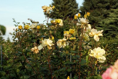 garten8.jpg