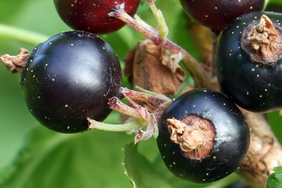garten6.jpg