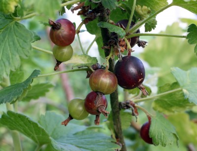 garten5.jpg