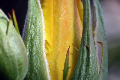 garten3.jpg