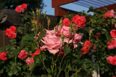 garten1.jpg