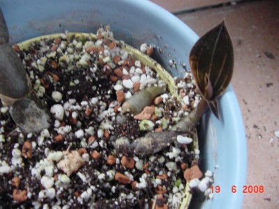ludisia 0608.jpg