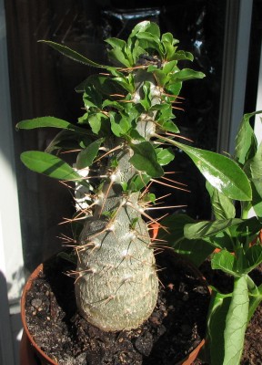 22.06.2008 Pachypodium saundersii Neuaustriebe.jpg