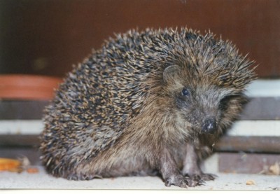 Igel 2.jpg